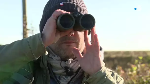 Hivernage des  grues cendrées en Brenne