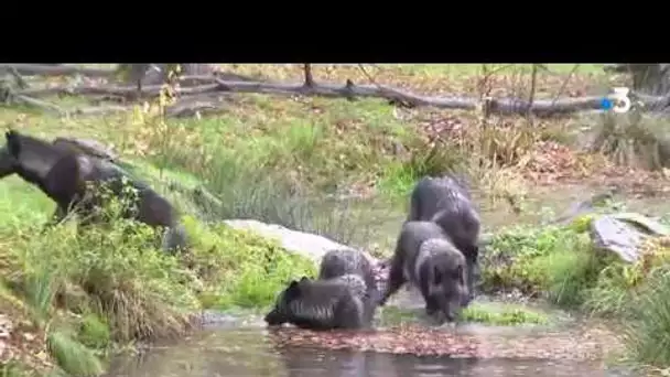 Arrivée d'une meute de loups du Canada au parc animalier de Sainte-Croix