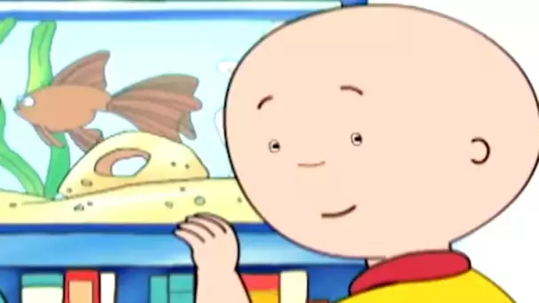 Caillou et le Poisson D'aquarium | Caillou | WildBrain pour les enfants