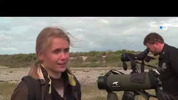 Protection des gravelots en baie de Somme