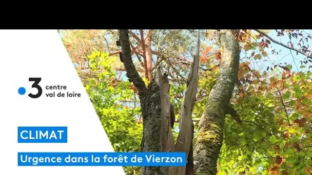 La forêt de Vierzon est en souffrance, les hêtres payent les conséquences du climat