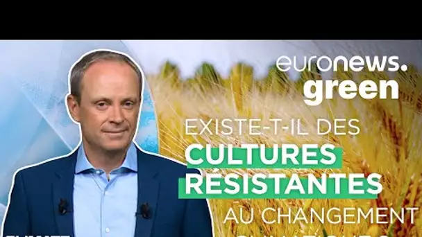 Trouver des céréales capables de résister au changement climatique, un défi alimentaire mondial