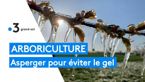 Arboriculture : asperger pour éviter le gel