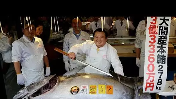 Un thon rouge à prix d&#039;or au Japon