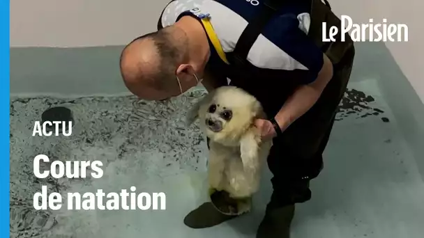 Ce bébé phoque apprend à nager pour la première fois