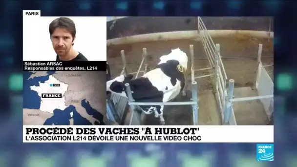 "Les mentalités évoluent" : L214 porte plainte contre le procédé des vaches "à hublot"