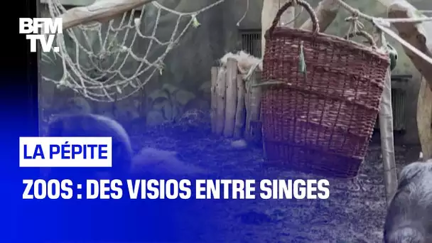 Zoos : des visios entre singes