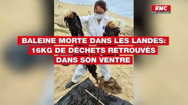 Baleine morte dans les Landes: 16 kg de déchets retrouvés dans son ventre