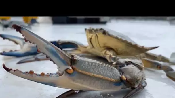 Crabe bleu : invasion biologique en Méditerranée