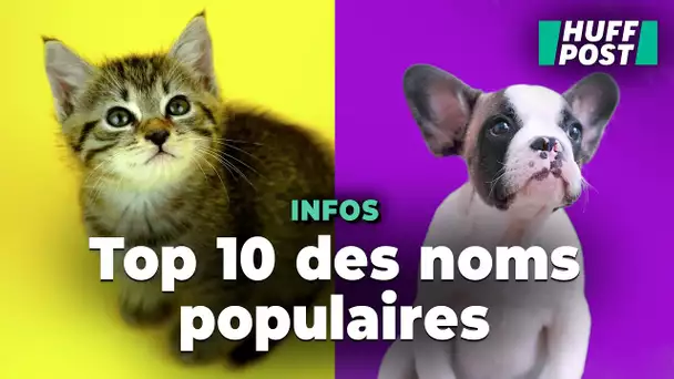 Voici les 10 noms les plus donnés aux chiens et aux chats en 2024