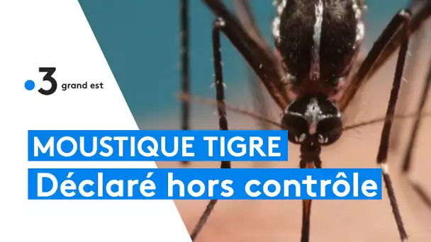 Moustique tigre : il est désormais hors contrôle