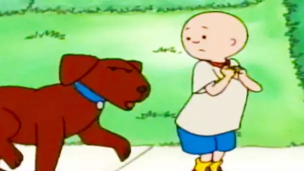 Caillou en français - Caillou est mordu par un chien | conte pour enfant | dessin anime