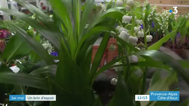 Les fleuristes se préparent pour la vente de muguet du 1er mai