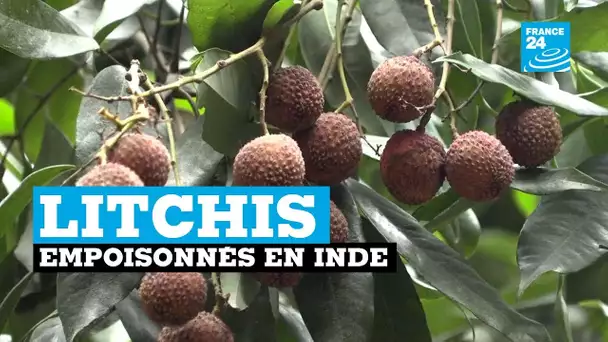 En Inde, des litchis contaminés provoquent une augmentation des encéphalites