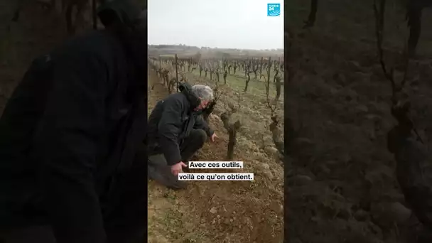 🍇 "On a une obligation de savoir se débrouiller un minimum, pour être plus libres" • FRANCE 24