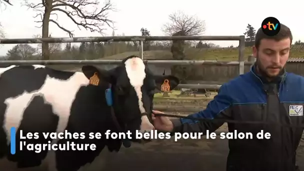 Les vaches se font belles pour le salon de l'agriculture