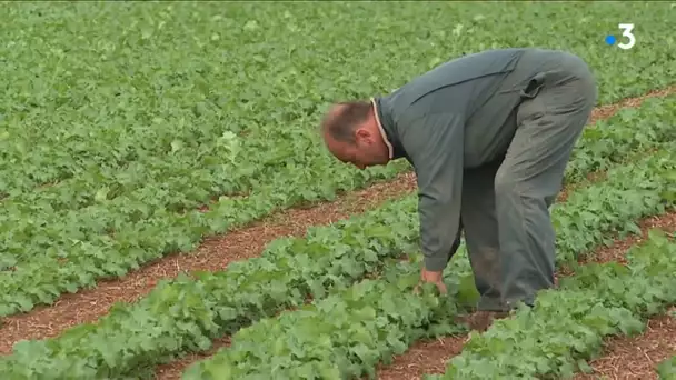 Vendée : pour la FDSEA pas de risques avec le glyphosate