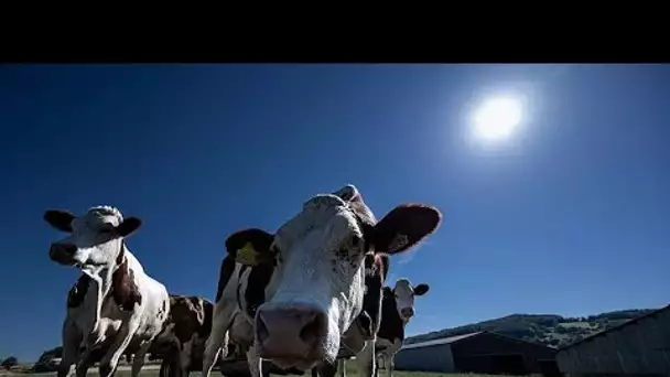 Canicule : des ventilateurs géants pour rafraîchir les vaches