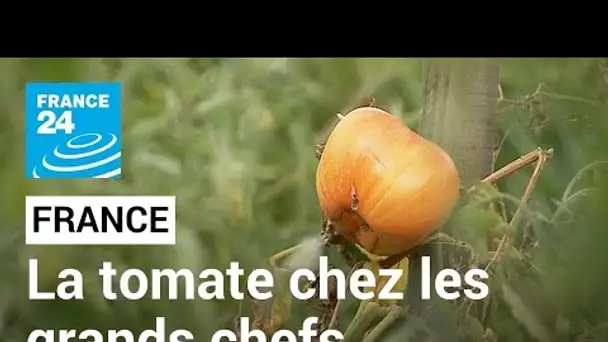 Dans la Vienne, un amour de tomate qui séduit des grands chefs • FRANCE 24