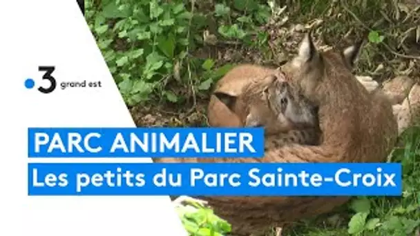 Les naissances au parc animalier de Sainte-Croix en 2021