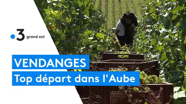 Top départ pour les vendanges à Montgueux dans l'Aube