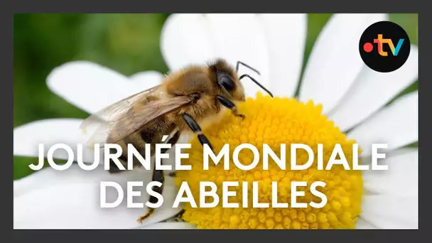 Pas de miel de printemps : il faut sauver l'abeille noire