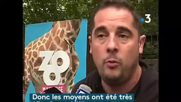 La panthère d'Armentières a été volée cette nuit au zoo de Maubeuge