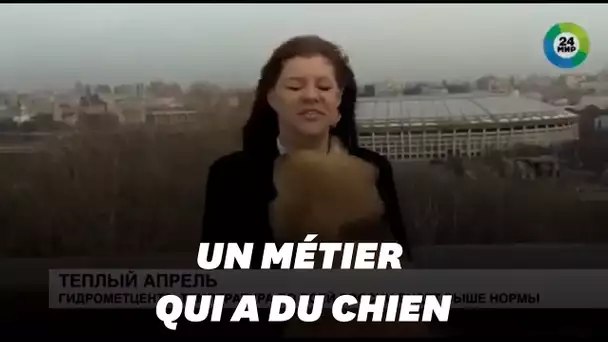 Tout est bien qui finit bien pour cette journaliste russe aux prises avec un chien