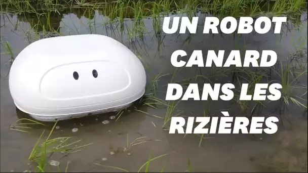 Un robot "canard" comme alternative aux pesticides dans les rizières