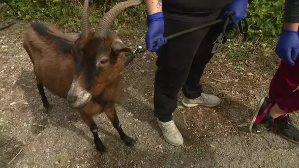 Berre-les-Alpes : découverte d'animaux morts ou affamés dans un refuge, les gendarmes sur place