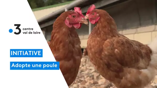 Ouzouer-sur-Loire : 4500 poules prêtes à l'adoption plutôt que de finir à l'abattoir