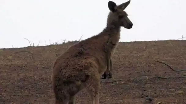 Carcassonne : 30.000 poches pour bébés kangourous orphelins vont être expédiées en Australie