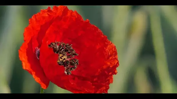 La fin des coquelicots ? Pourquoi les plantes messicoles sont en danger