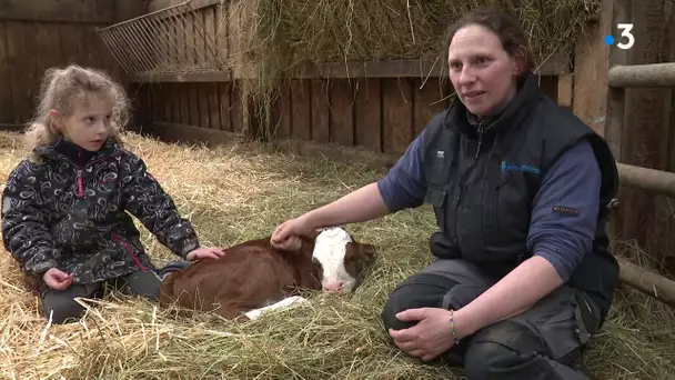 Doubs : une vache donne naissance à des triplés