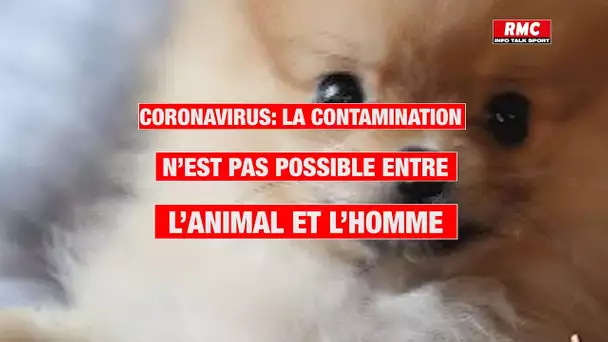 La transmission du virus n'est pas possible de l'animal à l'homme