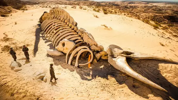 La Plus Grande Créature Marine de Tous les Temps Découverte Dans le Désert