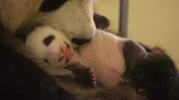 Retour en images sur la naissance d’un bébé panda !