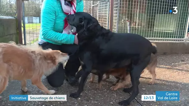 Loiret : une youtubeuse récolte 250 euros pour sauver un chien abandonné