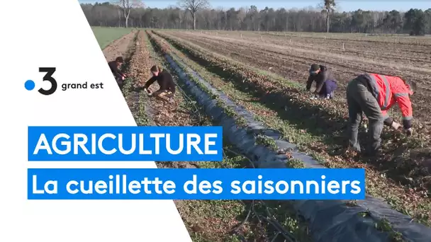 Agriculture : un emploi de saisonnier pour les bénéficiaires du RSA