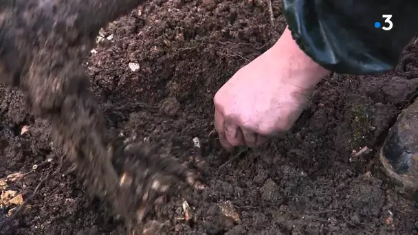 Lebetain : plantation de 550 cèdres de l'Atlas, essence qui résiste à la sécheresse