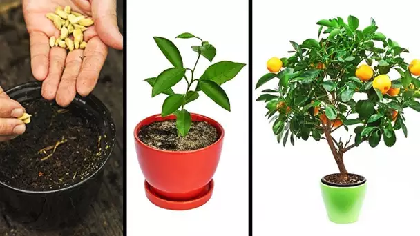 15 PLANTES QUE TU PEUX FACILEMENT FAIRE POUSSER DANS TA CUISINE