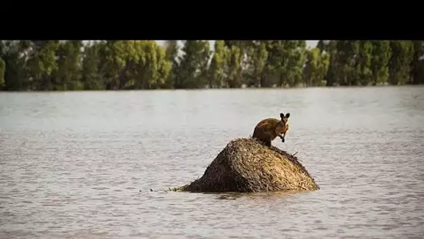 Australie : après la sécheresse et les flammes, les pluies et les inondations