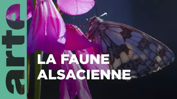 L‘Alsace sauvage | ARTE Family