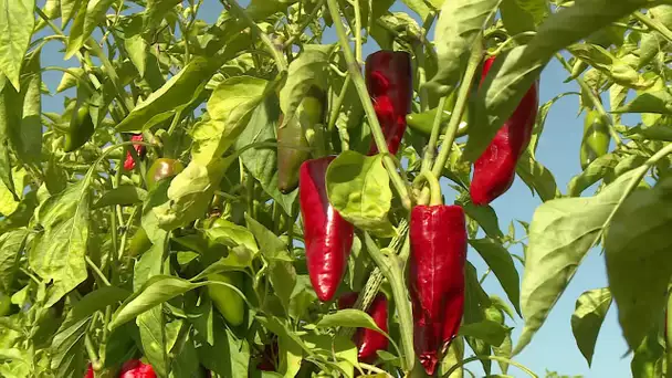 Terroir : le piment se cultive aussi en Périgord