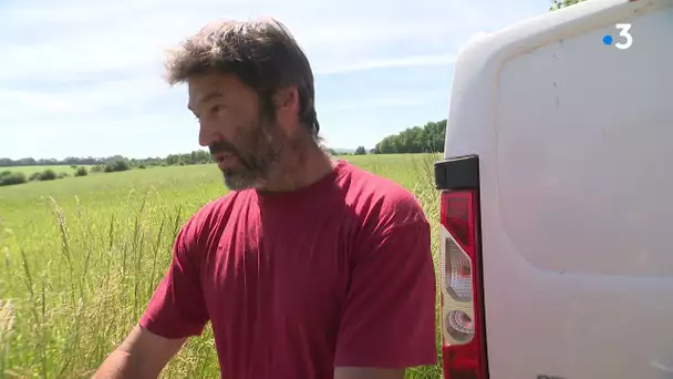 des cultures bio victime des pesticides dans l'Orne