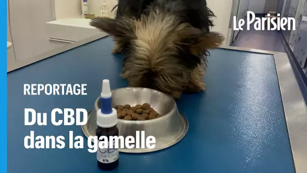 Faut-il donner du CBD à son chien ? On a testé