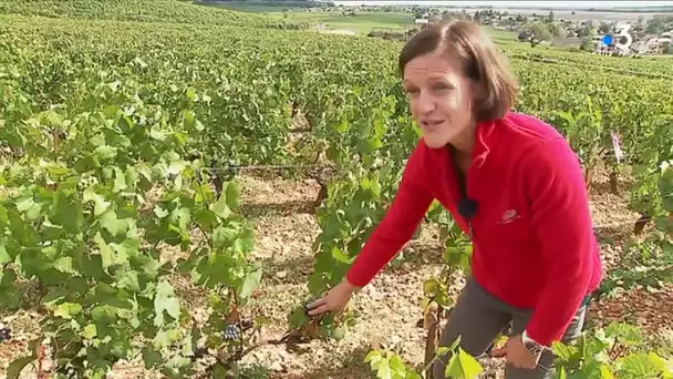 Canicule: les vignes et les cépages doivent s'adapter