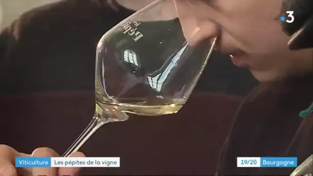 Beaune : à la découverte de jeunes viticulteurs au salon des Pépites