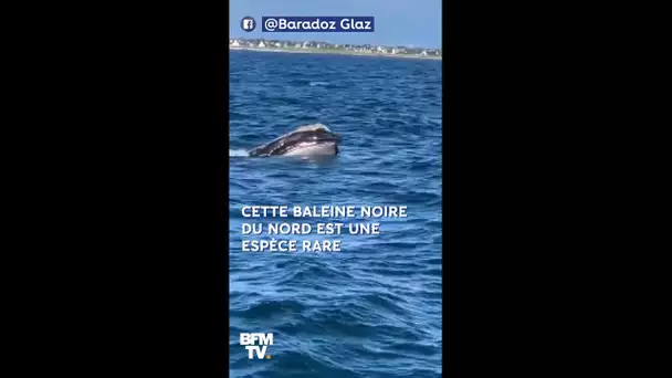 Au retour de sa pêche, il tombe sur une espèce très rare de baleine au large du Finistère