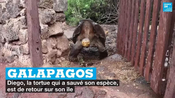 Galapagos : Diego, la tortue qui a sauvé son espèce, est de retour sur son île